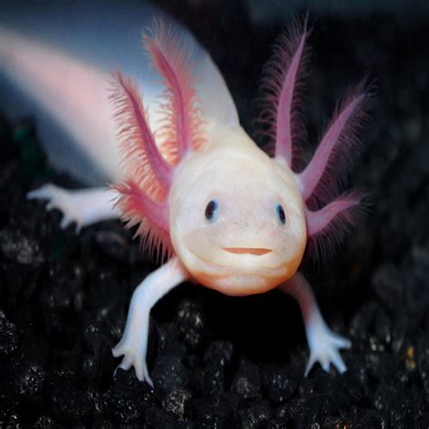 <strong>For Sale</strong>: 3 beds, 1 bath ∙ 1880 sq. . Axolotl for sale louisville ky